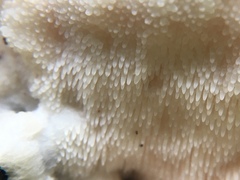 Climacodon septentrionalis image