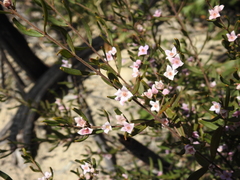Boronia glabra