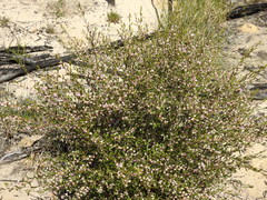 Boronia glabra