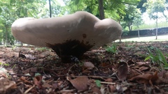 Ganoderma martinicense