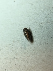 Xestocephalus superbus