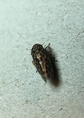 Xestocephalus superbus