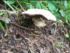 Agaricus