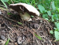 Agaricus