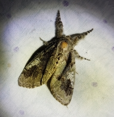 Dasychira obliquata