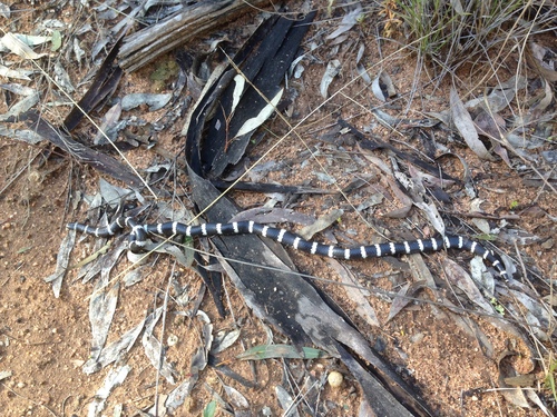 Eastern Bandy Bandy sighting