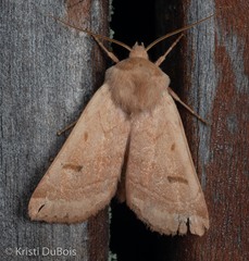 Dichagyris variabilis