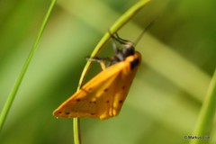 Setina irrorella