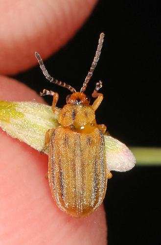 Boneset Leaf Beetle photo 3