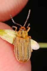 Ophraella notata