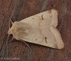 Dichagyris variabilis