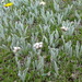 Antennaria - Photo (c) judith holm, μερικά δικαιώματα διατηρούνται (CC BY-NC-ND)