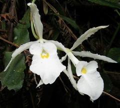 Trichopilia fragrans