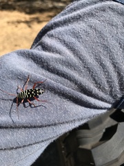 Placosternus crinicornis