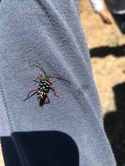 Placosternus crinicornis