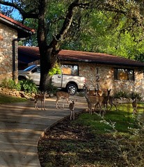 Odocoileus virginianus