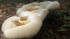 Ganoderma martinicense