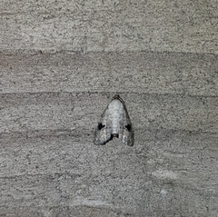 Abablemma duomaculata