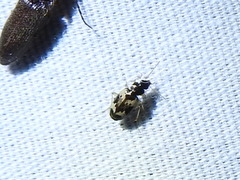 Tetragonoderus fasciatus