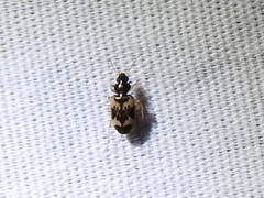 Tetragonoderus fasciatus