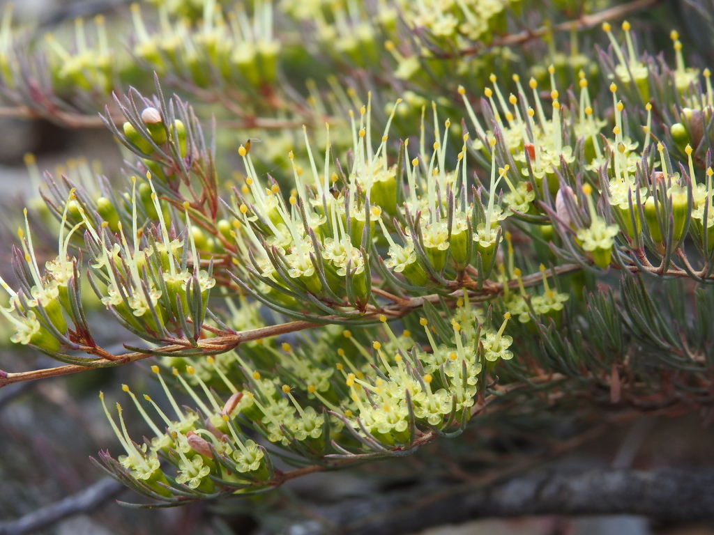 Homoranthus decumbens