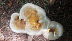 Ganoderma martinicense