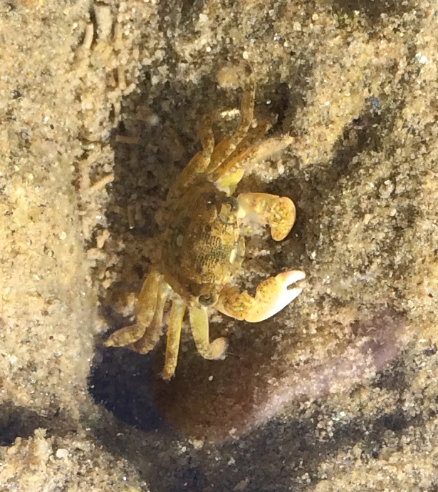 Yellow Shore Crab (Multi-Agency Rocky Intertidal Network ) · iNaturalist