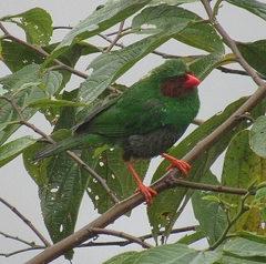 Chlorornis riefferii