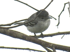 Pachyramphus albogriseus