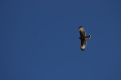 Parabuteo unicinctus