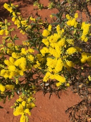 Acacia triptera