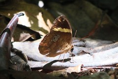 Xanthotaenia busiris