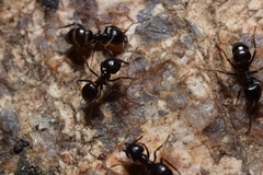 Dendrolasius