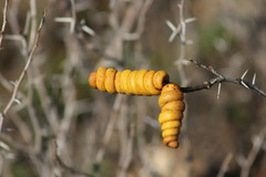 Prosopis strombulifera