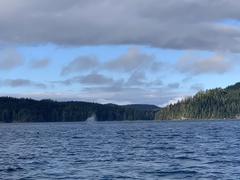 Megaptera novaeangliae