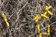 Prosopis strombulifera