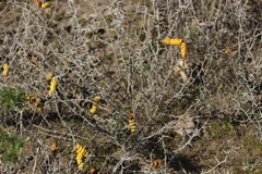 Prosopis strombulifera