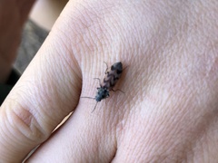 Pseudanostirus tigrinus