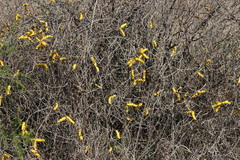 Prosopis strombulifera