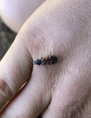 Pseudanostirus tigrinus