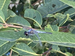 Brachydiplax