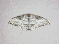 Morphomima fulvitacta