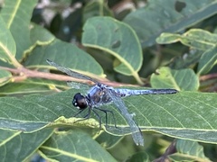 Brachydiplax