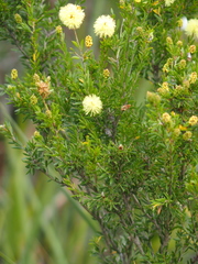 Melaleuca thymoides