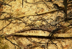 Favonigobius lateralis