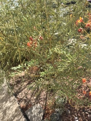 Caesalpinia pulcherrima