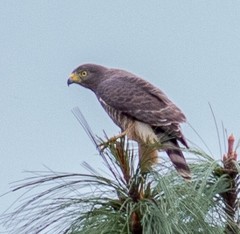 Rupornis magnirostris