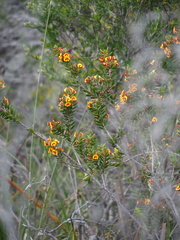 Eutaxia myrtifolia