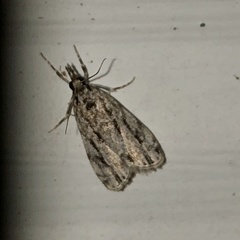 Eudonia strigalis