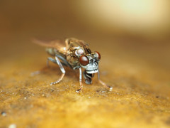 Parydra quadrituberculata